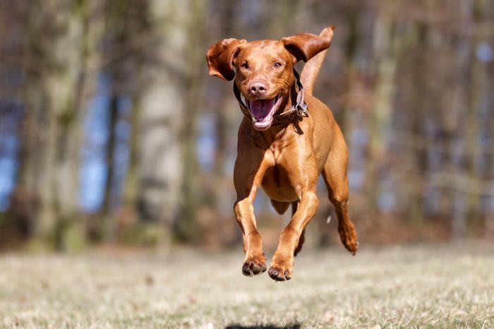 A purebred Kooikerhondje dog without leash outdoors in the nature on a sunny day.