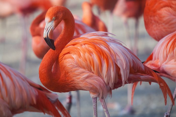 Flock of Pink Caribbean flamingos in water
