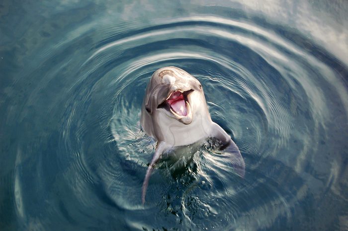 dolphins
