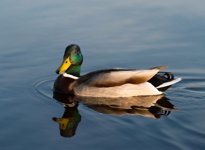 Birds and animals in wildlife. Amazing mallard duck swims in lake or river with blue water under sunlight landscape. Closeup perspective of funny duck.