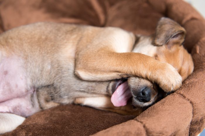 Close Up of Small Young Terrier Mix Puppy Hiding Face in Brown Plush Dog Bed