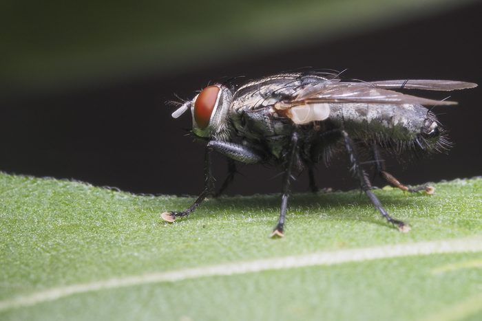 Musca domestica