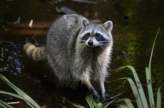 Raccoon (Procyon lotor)