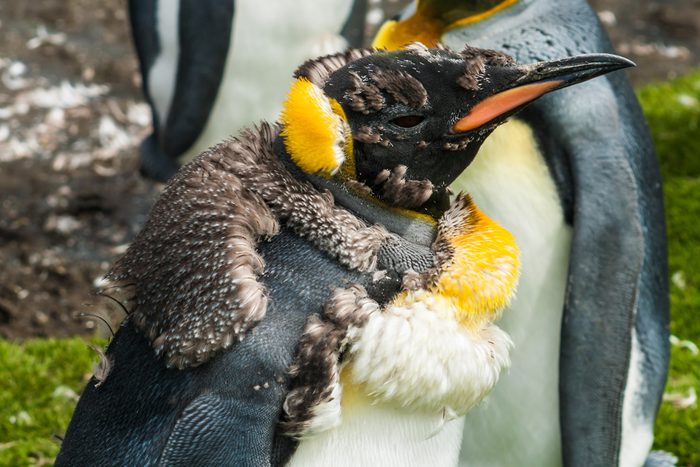 Chick king penguin (Aptenodytes patagonicus) moulting penguins in the colony, close-up, Falkland Islands.