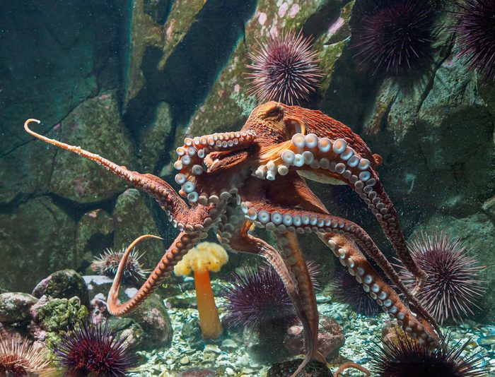 Giant Pacific octopus