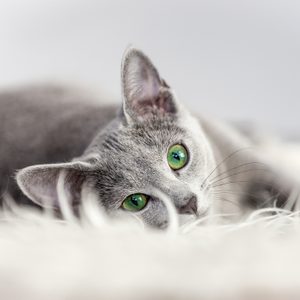 Gray cat lies down, gazing intently, surrounded by soft, white, fluffy fabric.