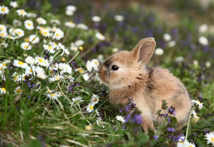Cute bunny rabbit in colorful meadow
