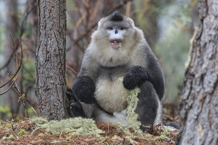 Yunnan Black Snub-Nosed Monkey (Rhinopithecus Bieti)