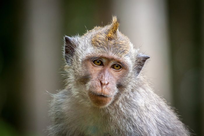 macaque monkey portrait , which name is long tailed, crab-eating or cynomolgus macaque monkey