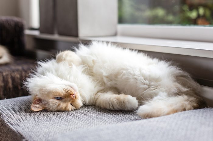 Lazy white ragdoll cat with blue eyes is laying on the couch at the window, with his head upside down