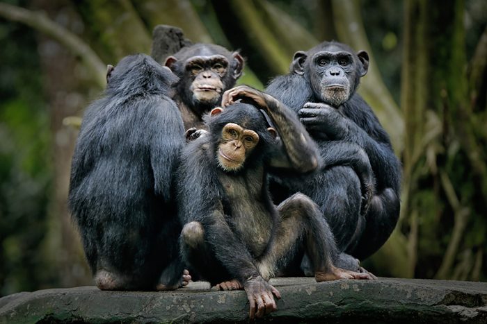Chimpanzee consists of two extant species: common chimpanzee and bonobo. Bonobos and common chimpanzees are the only species of great apes that are currently restricted in their range to Africa