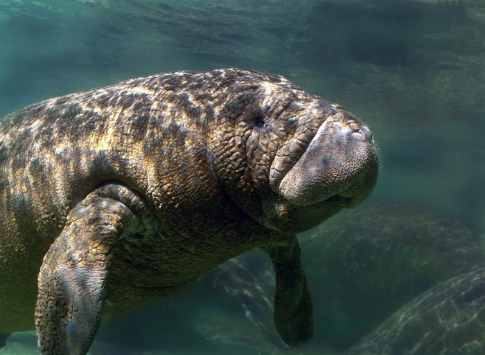 West Indian Manatee