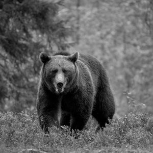 grizzly bear