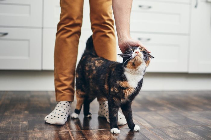 domestic life with a cat