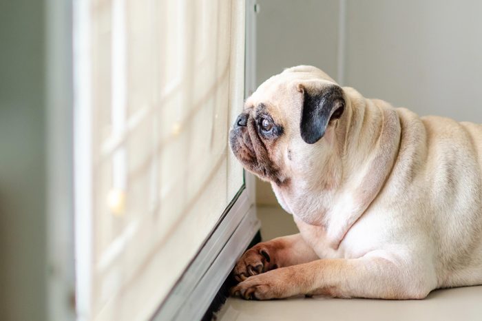 lonely pug dog waiting by the door