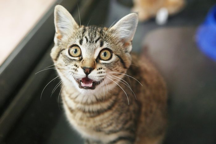 cat looking up and meowing