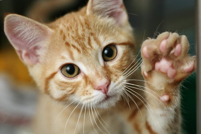 kitten with his paw up