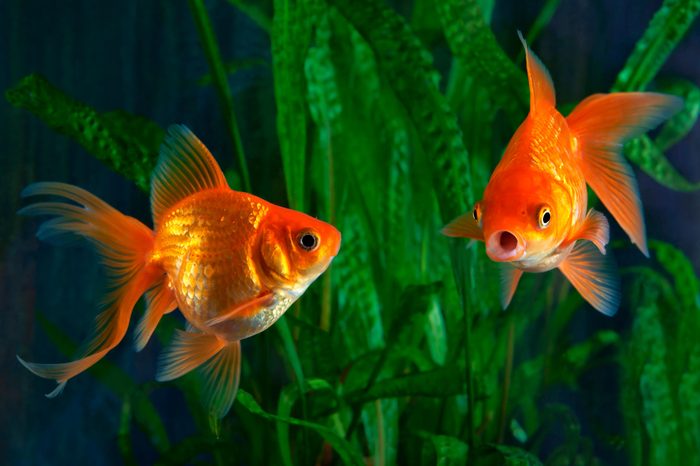 goldfish in an aquarium
