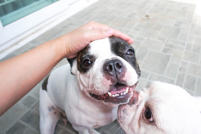 petting a dog. other dog is jealous.