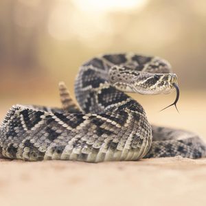 rattle snake