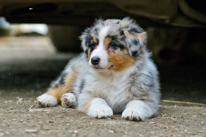 Australian Shepherd Puppy