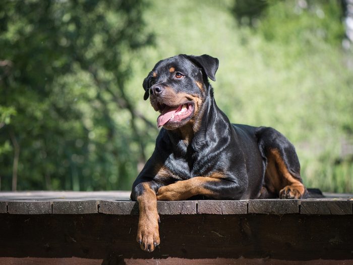 Adult Rottweiler lie on the wooden bridge , natural summer forest background