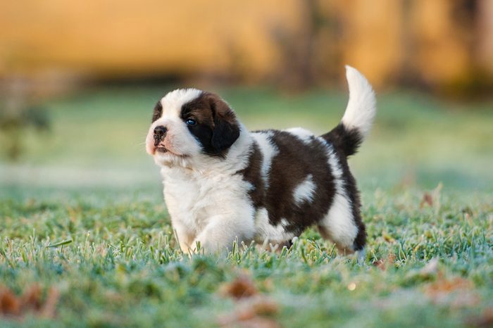 Saint bernard puppy