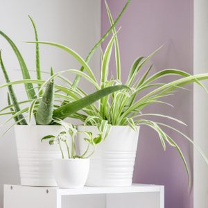 White pots hold green plants, including aloe and spider plants, sitting on a shelf in a room with light purple and white walls.