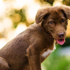 A brown puppy sits with tongue out, in front of a blurred, sunlit background with bokeh effect.