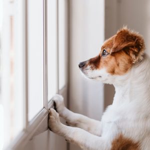 Dog stands on hind legs, looking curiously out a bright window in a cozy indoor setting.