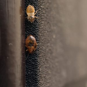 Two bedbugs crawl along the textured edge of a mattress, in a dimly lit environment.