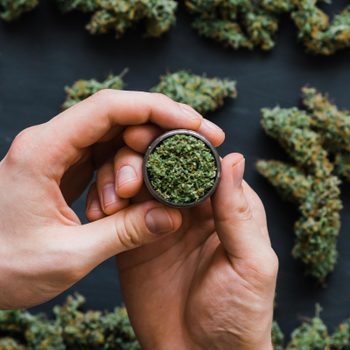 Hands holding a container of ground green herb, surrounded by scattered herb buds on a dark surface.