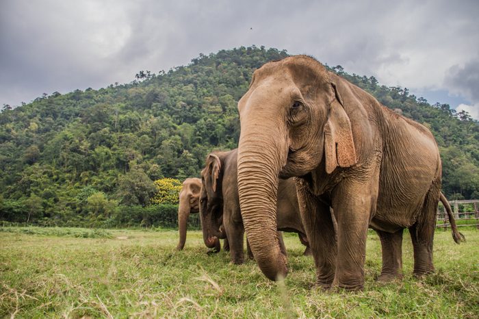 Elephants in Chiang Mai's Elephant Nature Park, Thailand
