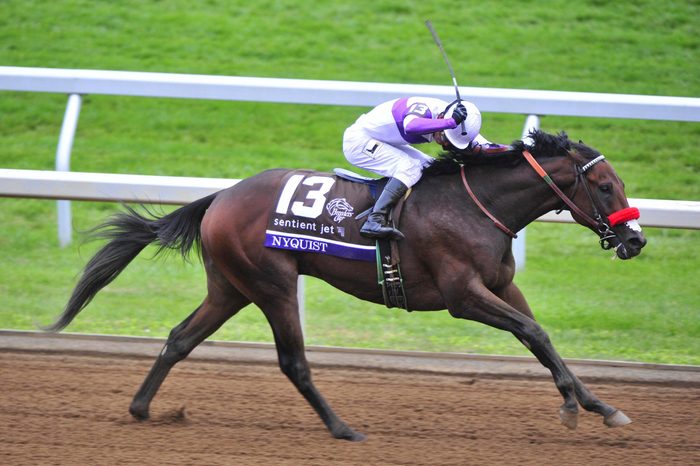 Horse Racing - 31 Oct 2015