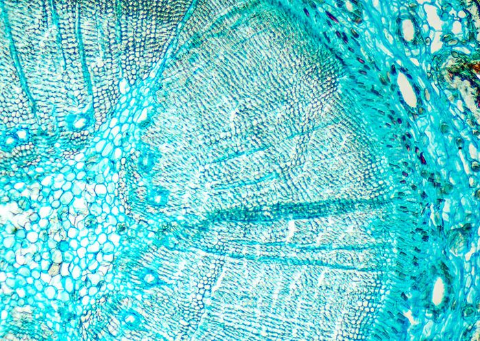 Pine mature wood cross section. Light microscope slide with microsection of an evergreen conifer in the genus Pinus. Plant anatomy. Biology. Photo.