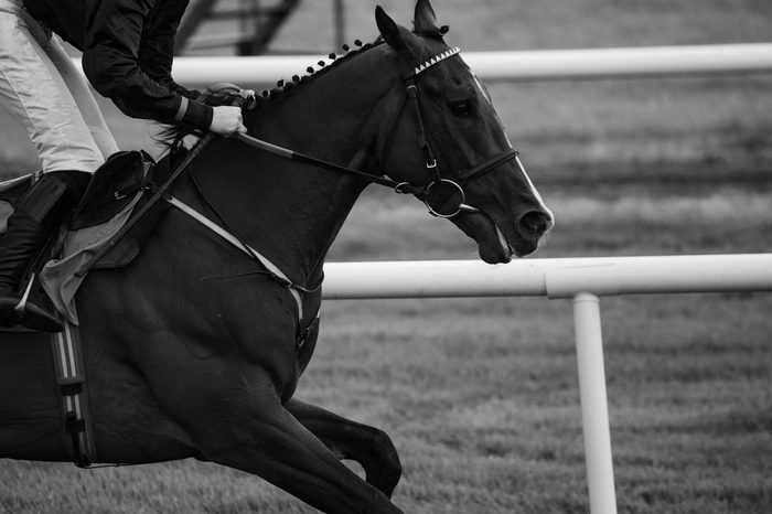 Close up on race horse galloping on the race track