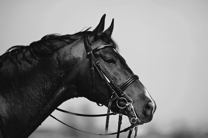Brown stallion. Portrait of a sports brown horse. Riding on a horse. Thoroughbred horse. Beautiful horse.