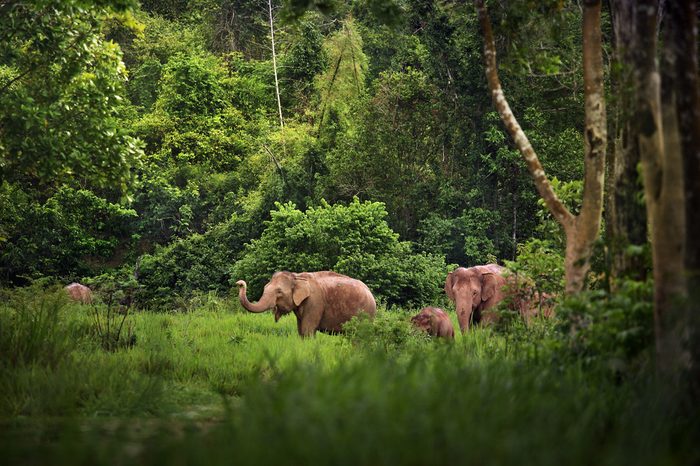 A family of Elephant