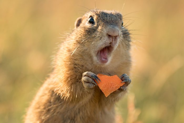 Small and lovely ground squirrel on a meadow among flowers during warm spring sunset. Very surprised, with its mouth opened. Peaceful, relaxing, amazing and funny