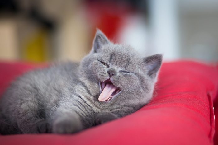 Little cute kitty yawing