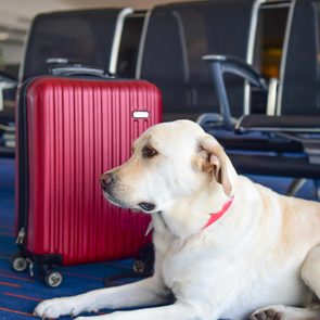 Dog lies beside red suitcase in an airport seating area, surrounded by empty black chairs.