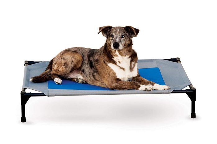 dog bed