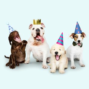 Dogs sitting wearing party hats, appearing happy. They are in a festive setting against a light blue background.
