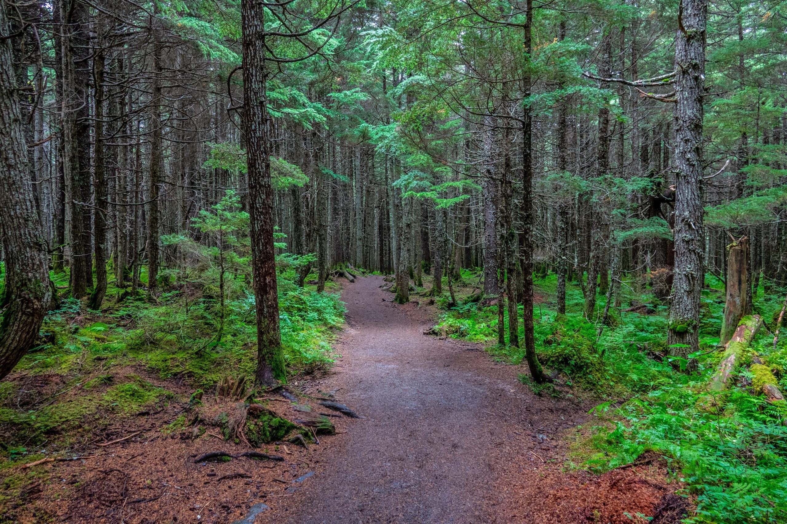 Winner creek trail under the trees, Alaska