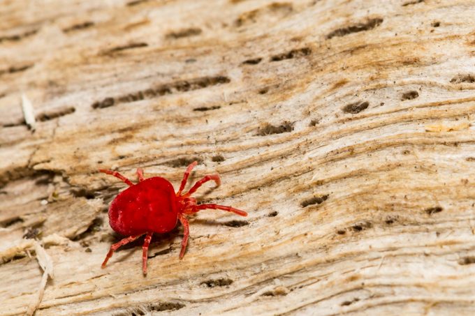 Red Velvet Mite (Trombidium holosericeum)
