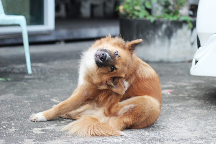 close up brown dog scratching its ear on siting position
