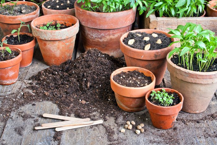 flower pots with plants and seeds/planting/gardening