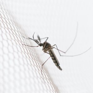Mosquito rests on white mesh netting, wings folded and legs gripping the textured pattern, in a softly lit environment.