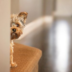 A small, fluffy dog peeks around a corner in a softly lit hallway.