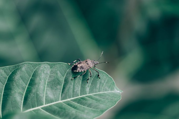 Close Up of linen skin stink bug on the green leaf, The brown marmorated stink bug is an insect in the family Pentatomidae.